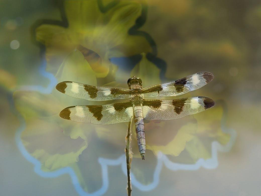 Photo of a Dragonfly in mid-flight.